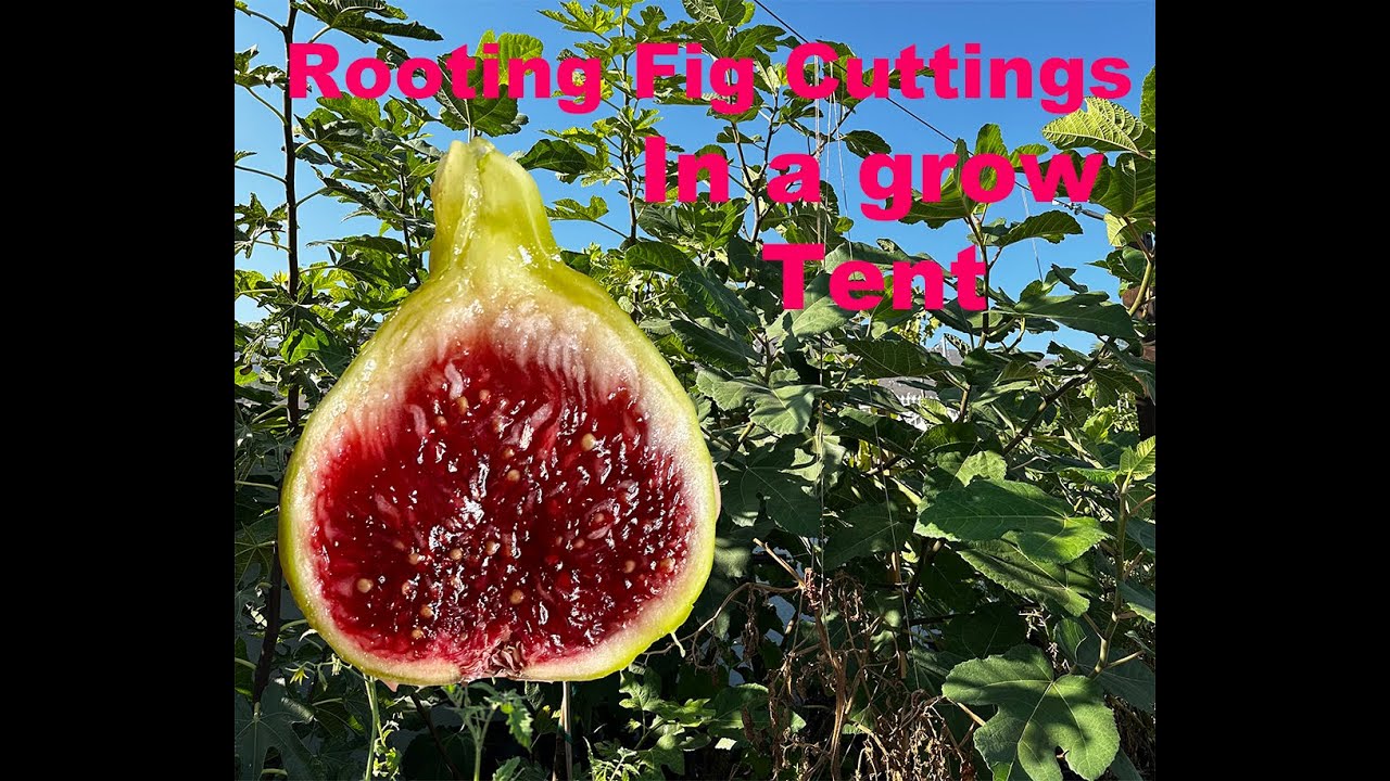 Rooting Fig Cuttings in a grow tent, showing how I grow and root fig cuttings.
