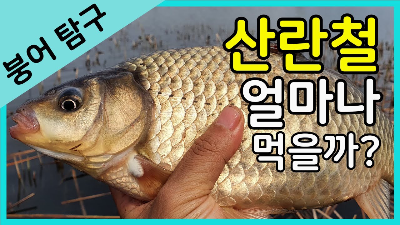 붕어는 대체 얼마나 먹을까? - 산란철 붕어낚시