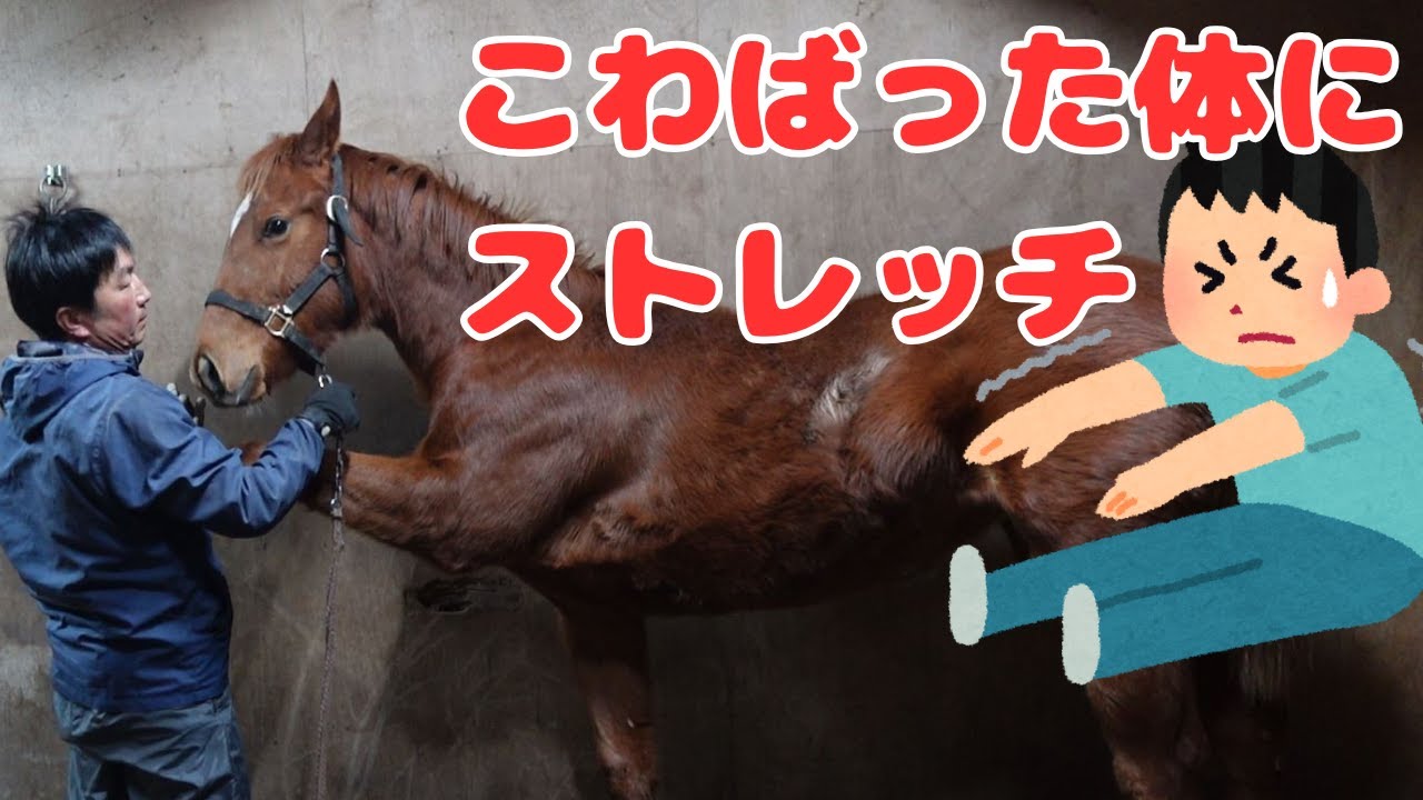 凍った放牧地を歩くのは馬も疲れるのです。ストレッチの話