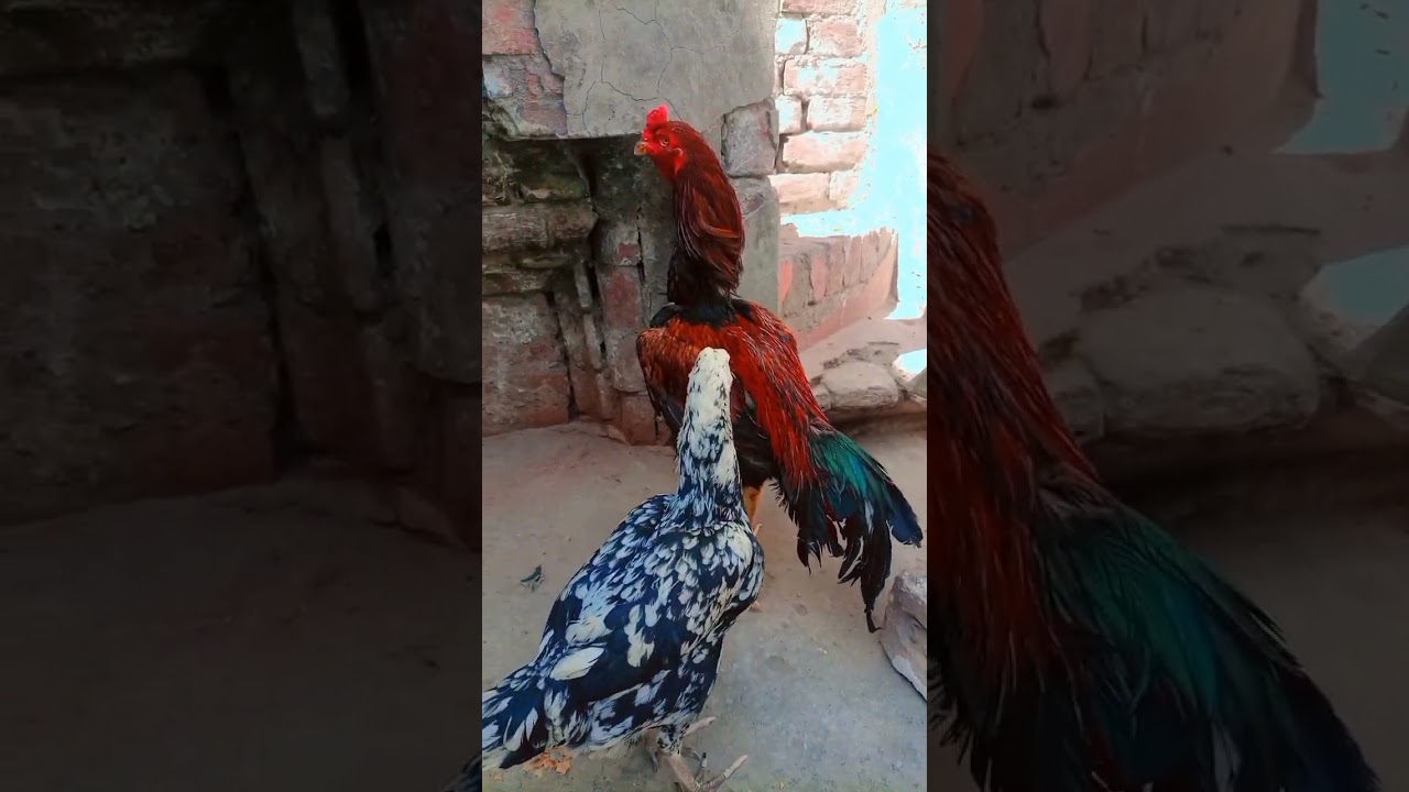 aseel Sindhi murga
