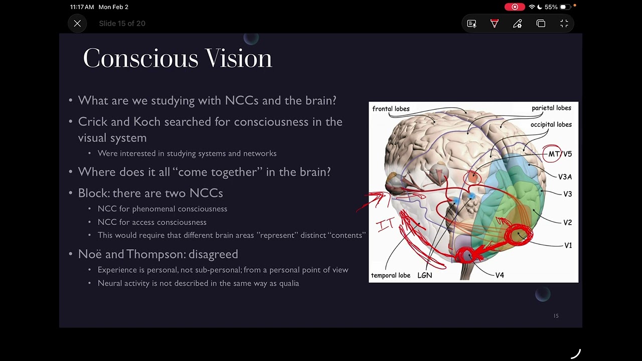 Психология сознания: Нейронные корреляты сознания (конец лекции)
