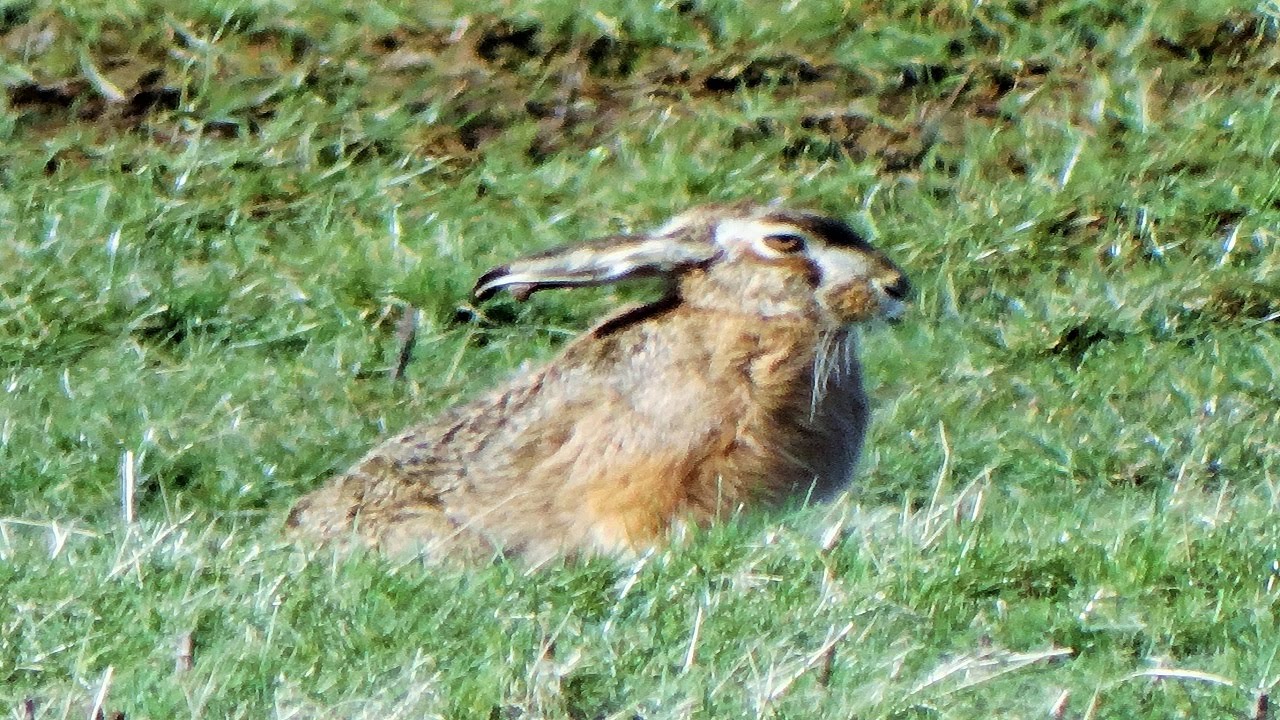 x50 Zoom! The elusive British Hare captured on film