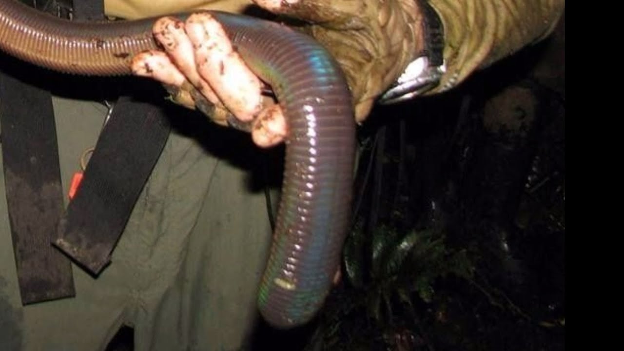 Most Extraordinary Giant Gippsland Earthworm