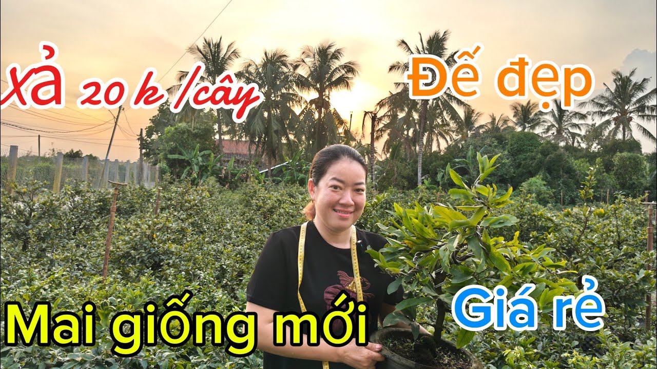 14 tháng 12, 2025 sđt 0987853953 gặp Dung