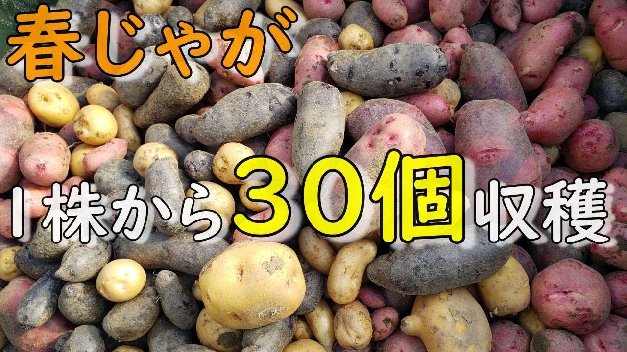 1株で３０個収穫できる春じゃがいもの栽培のコツ！