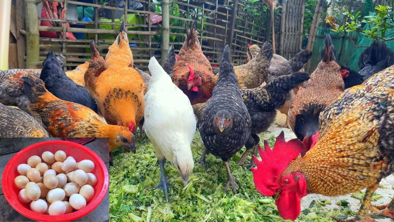 Country chicken farming business plan - How to raise chickens for eggs and meat