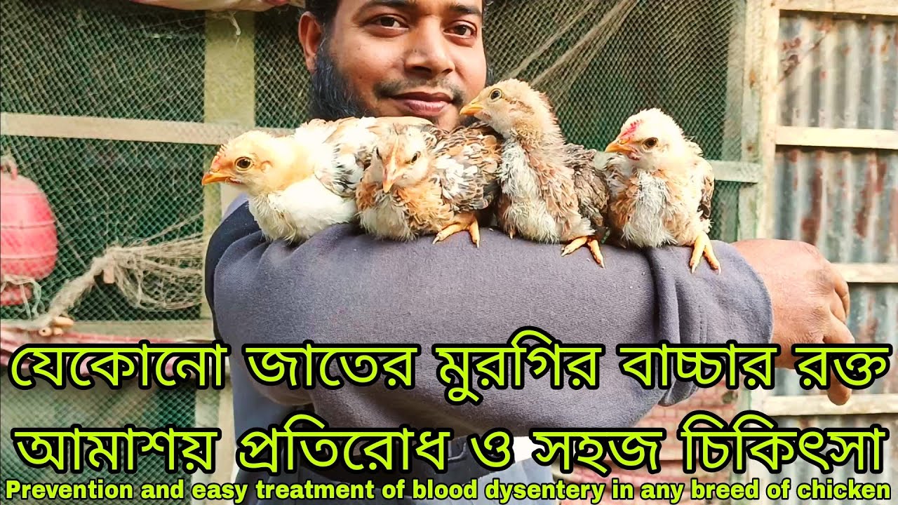 মুরগির বাচ্চার রক্ত আমাশয় Blood dysentery in chickens