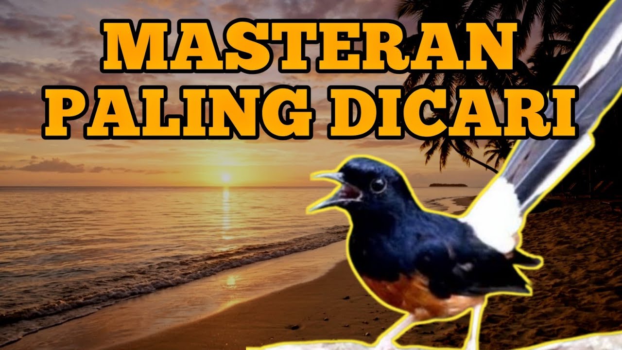 Masteran Murai Batu Gacor Isian Tajam & Rapat | Murai Batu Rajin Bunyi Full Ngerol