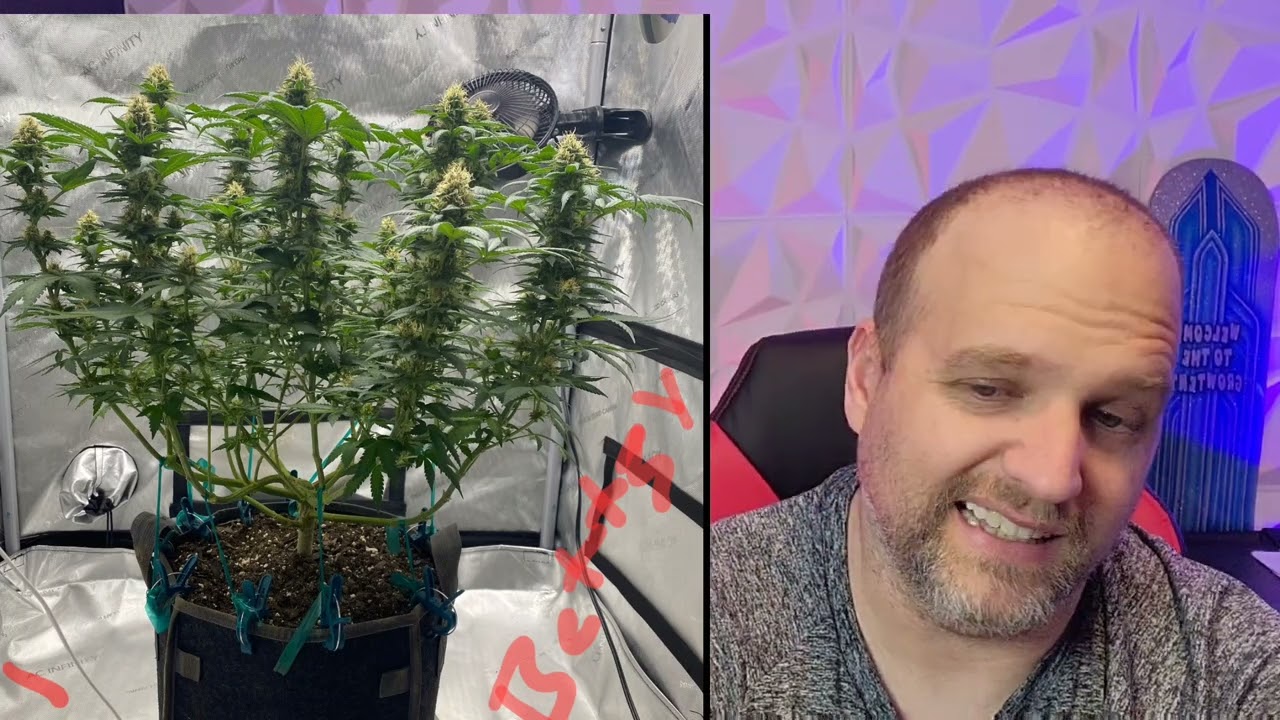 Week 5 Flower of the Contest with Mars Hydro