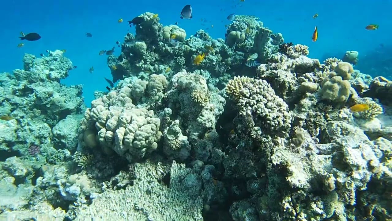 Titanic beach hurghada snorkeling