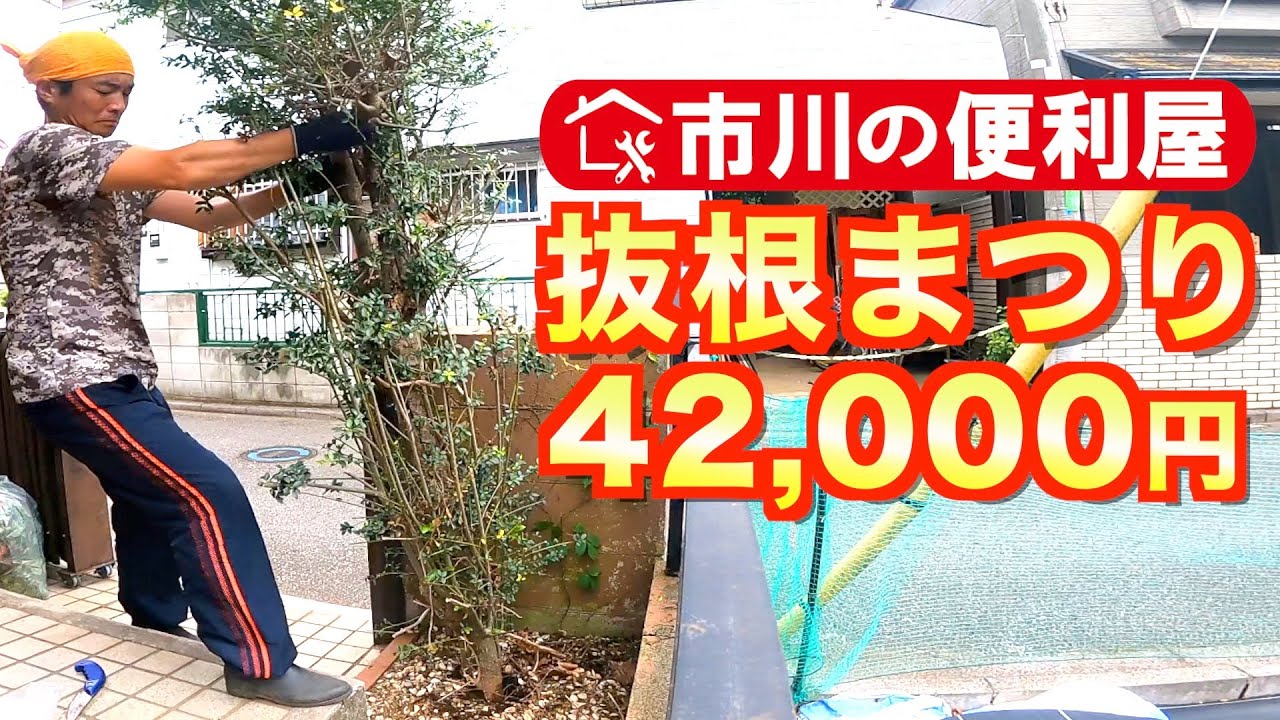 【春の抜根まつり】空き家の柘(ツゲ）＆蔦(ツタ)10株抜根６時間42000円｜千葉県市川市の便利屋！各作業料一覧、お問い合わせ先は概要欄をご覧下さい！