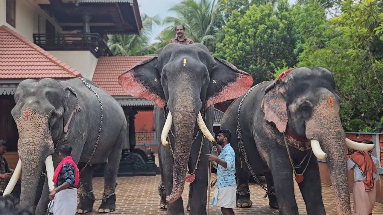 ഊട്ടോളി രാമൻ പോർക്കളെങ്ങാട് വട്ടിരിങ്ങൽക്കാവ് പൂരത്തിന്🔥കൂടെ എഴുത്തുപുരയ്ക്കൽ ഗംഗപ്രസാദ്,ശിവപ്രസാദും