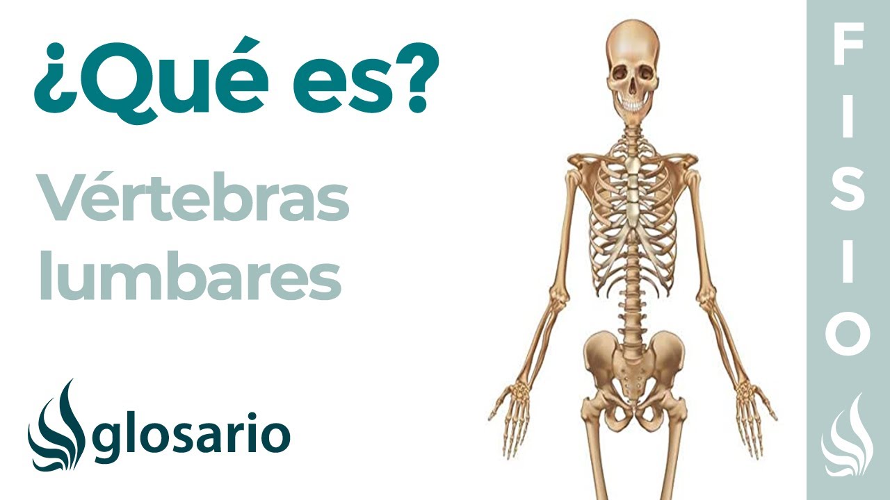 Huesos V&Eacute;RTEBRAS LUMBARES | Qu&eacute; son, significado, partes, ubicaci&oacute;n, funci&oacute;n y lesiones