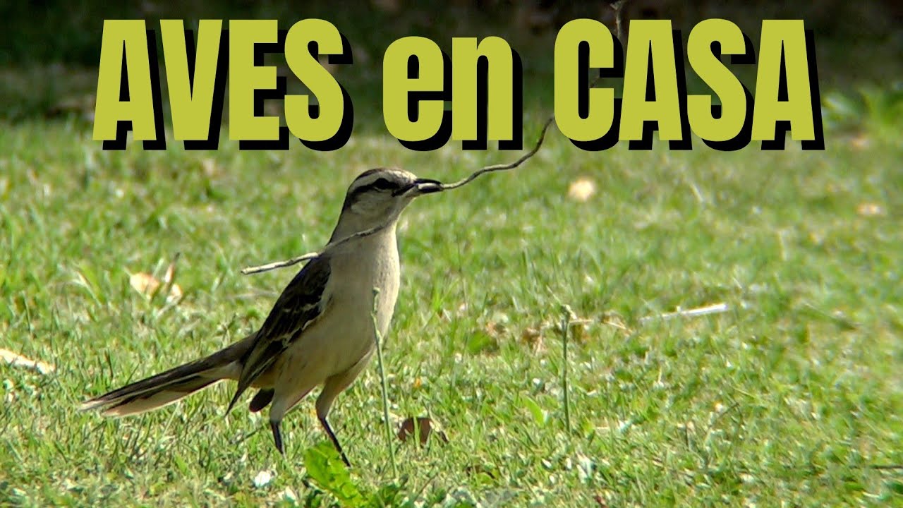 AVES en el Parque de CASA *  BIRDS at HOME