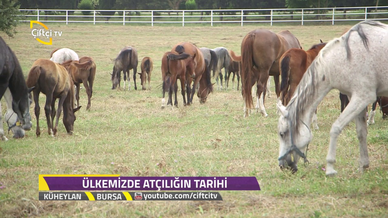 Küheylan - Arap Atçılığı Ülkemizde Ne Şekilde Yapılır?