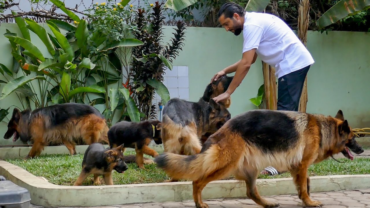 A visit to Lion Kennel | German Shepherd Breeder with the Multiple Best German Shepherd Dog
