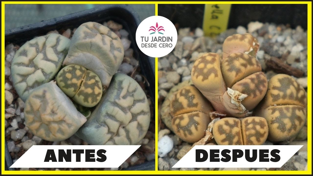 😲 ¡Cosas EXTRAÑAS les ocurren a estos Lithops! ¿Problemas en lithops?  ¿Cómo acabará?