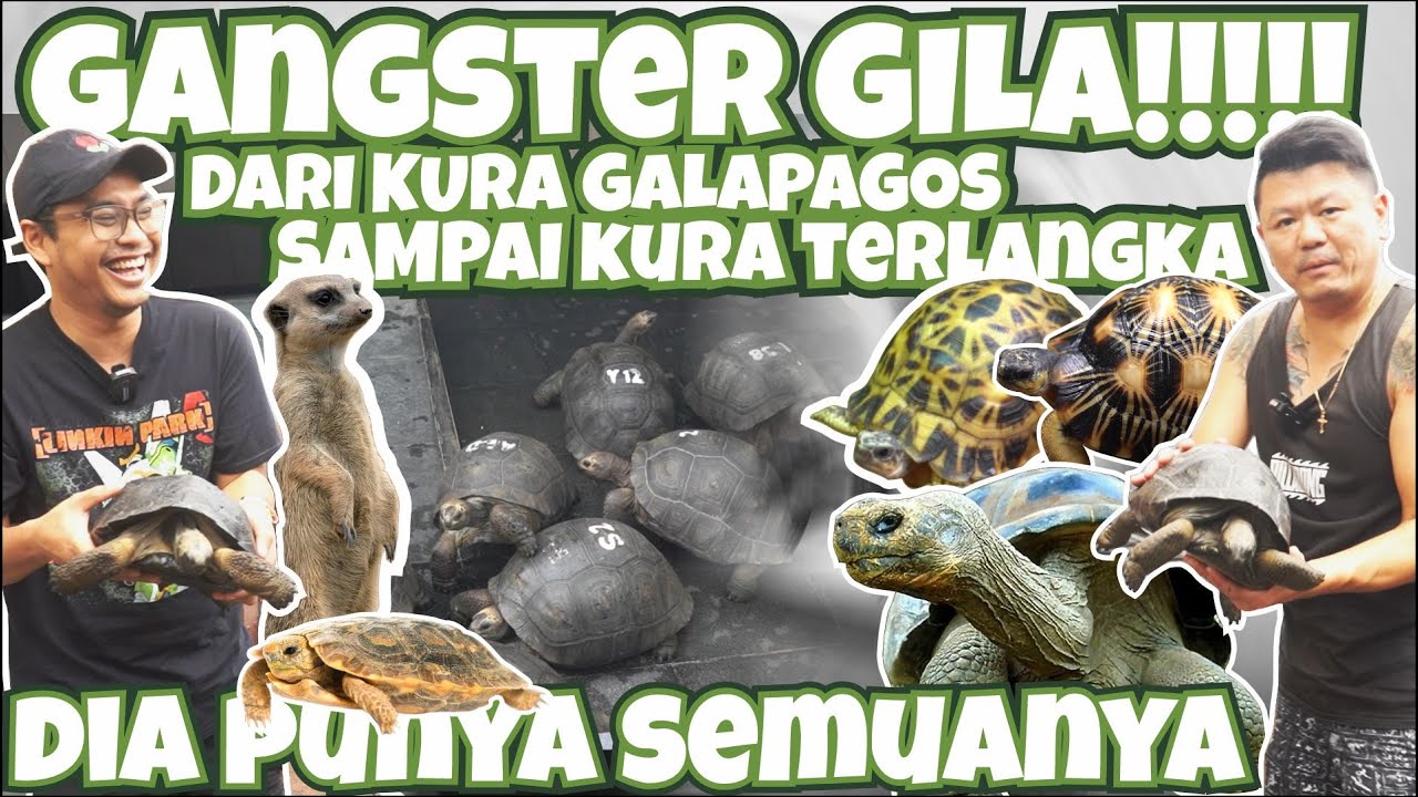 KOLEKSI HEWAN MEWAH SUPER LANGKA GANGSTER + SULTAN CONDET  !! | KOLEKSINYA BIKIN LU MERINDING