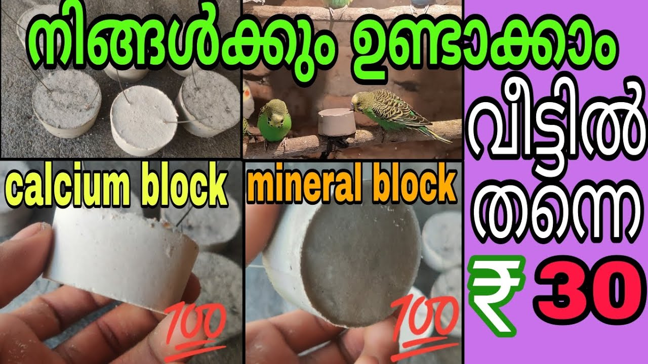 🦜✅how to make calcium block and mineral block for birds malayalam 💯✅