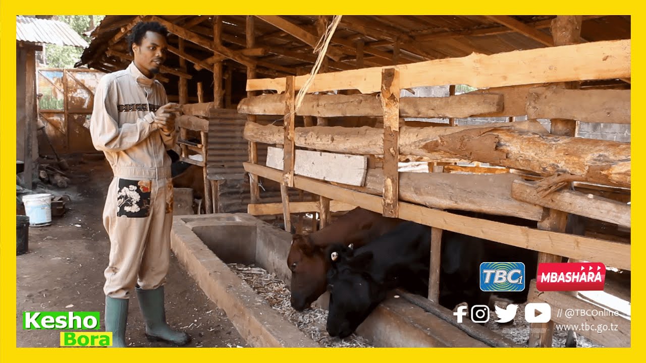 #TBC1:KESHO BORA - MKULIMA MWANAMUZIKI ANAYEFUGA NG'OMBE WA KISASA ARUSHA