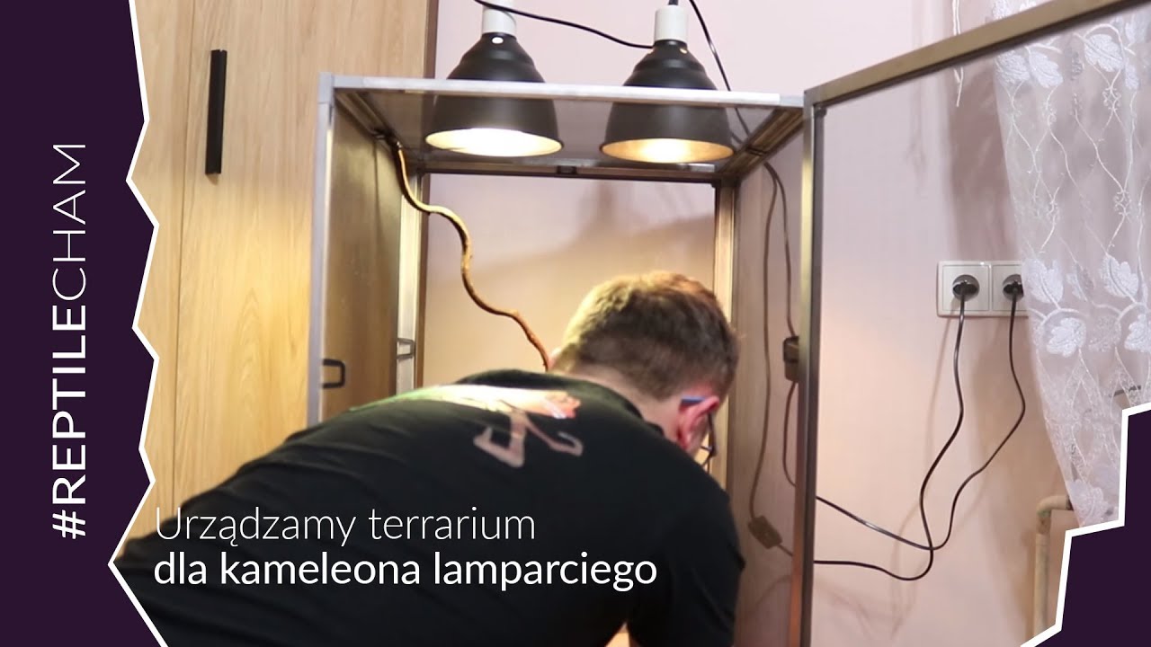 Urządzamy terrarium dla Kameleona Lamparciego
