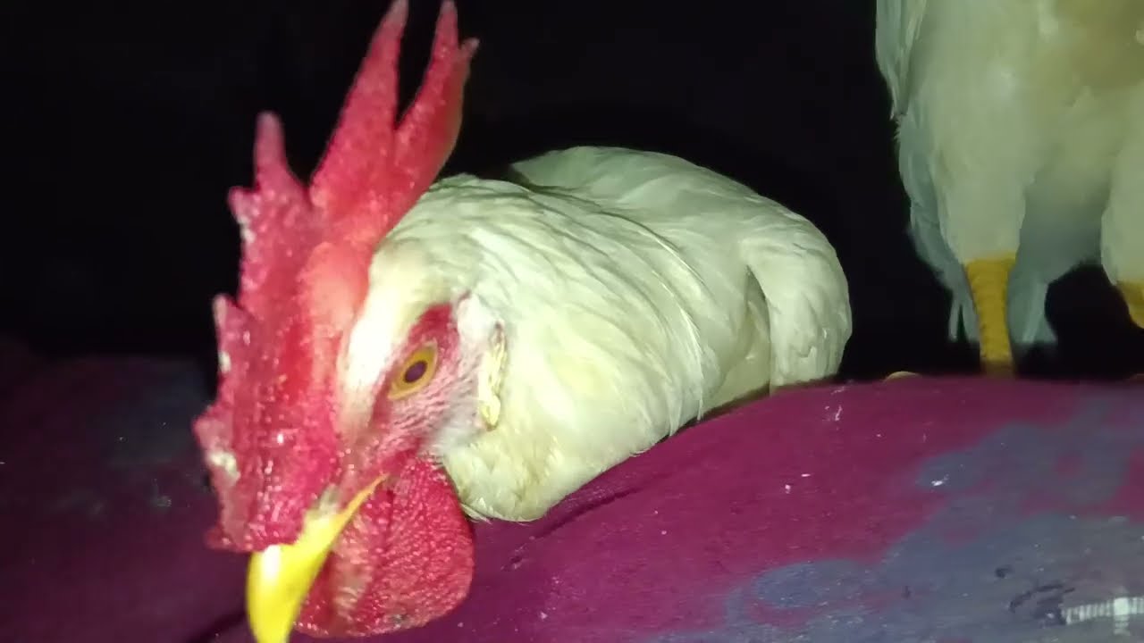 😂 मुरगे की फनी हरकतें | Funny Murga Fight | Animal Bird World HD