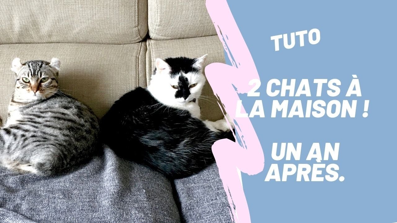 Un 2eme chat à la maison, un an après. LE RESULTAT.
