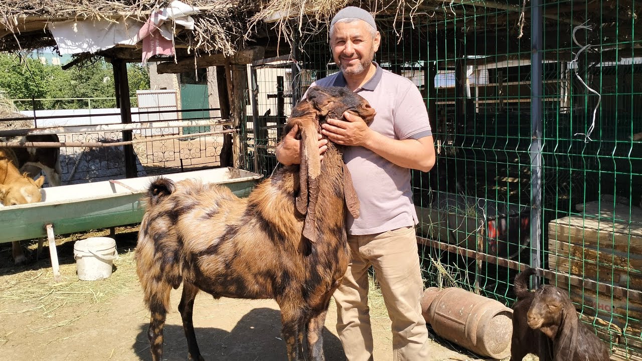 Бұқара комори битал гулаби нубийский Ашур аға Өзбекстан 02.05.2023 Бекет