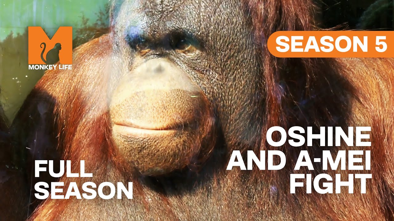 Oshine And A-mei Butt Heads | Season 5 | Full Season | Monkey Life
