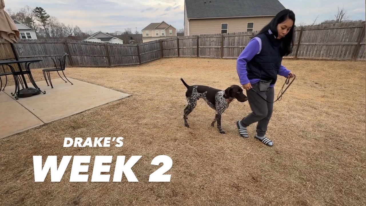 Drake's Week 2 of Board & Train - German Shorthaired Pointer
