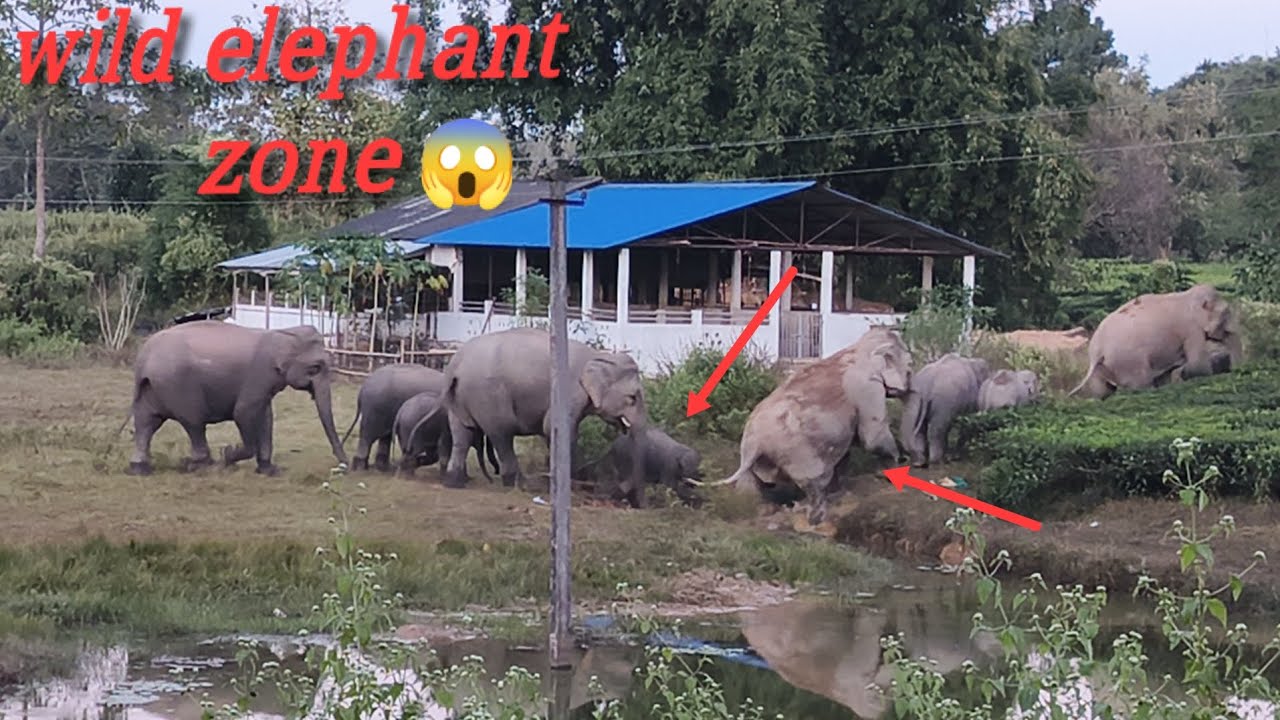 Elephant Family Crossing the Village 😨 Real Wild Footage😱||wild elephant short