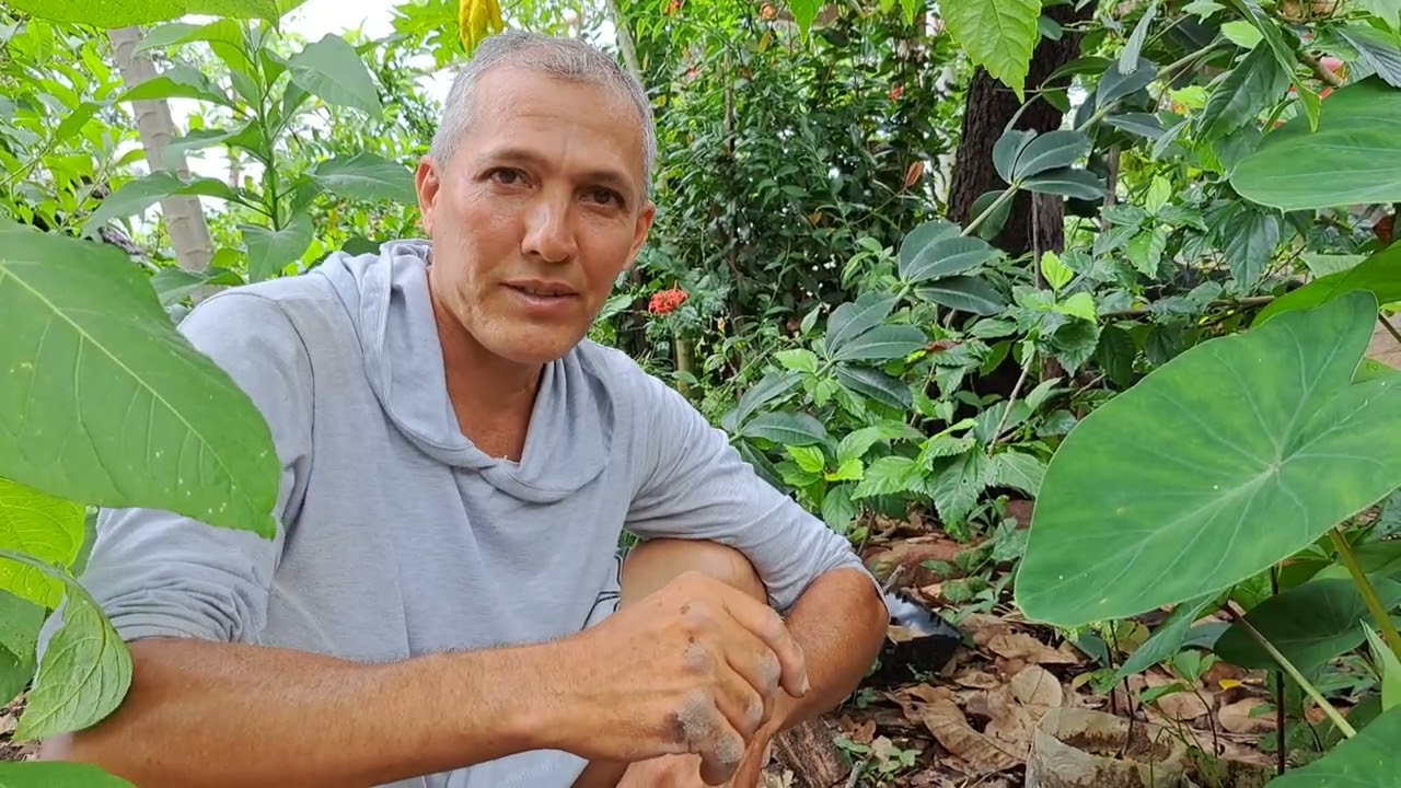 a melhor maneira de germinar sementes de bacuri