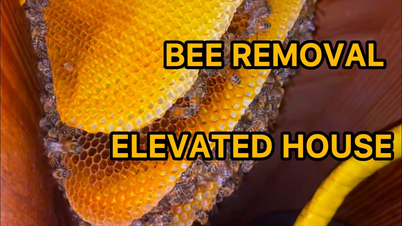 Bee Removal From High Up