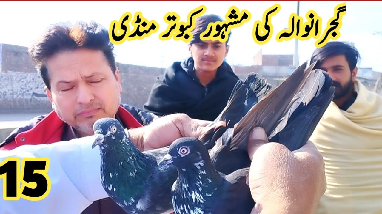 15) Gujranwala Kabotar mandi 2024 || کبوتر منڈی || Gujranwala Birds Market