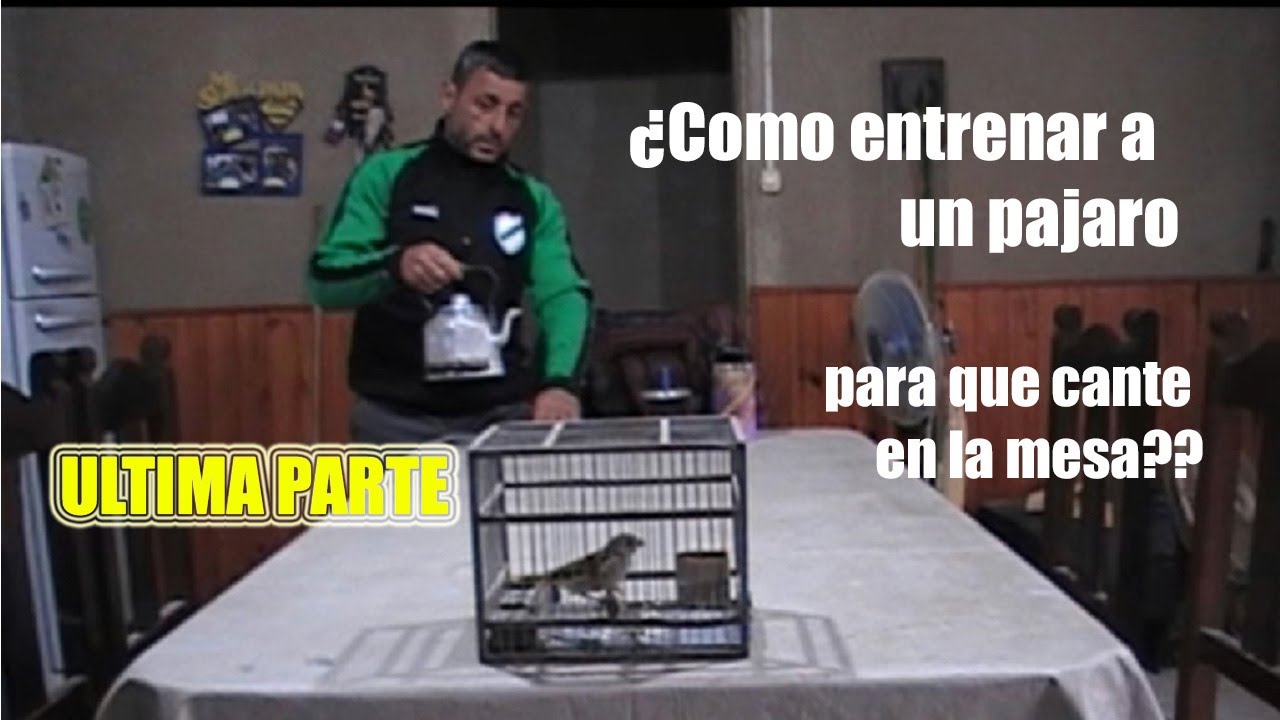 Como entrenar un jilguero? Ultima parte.