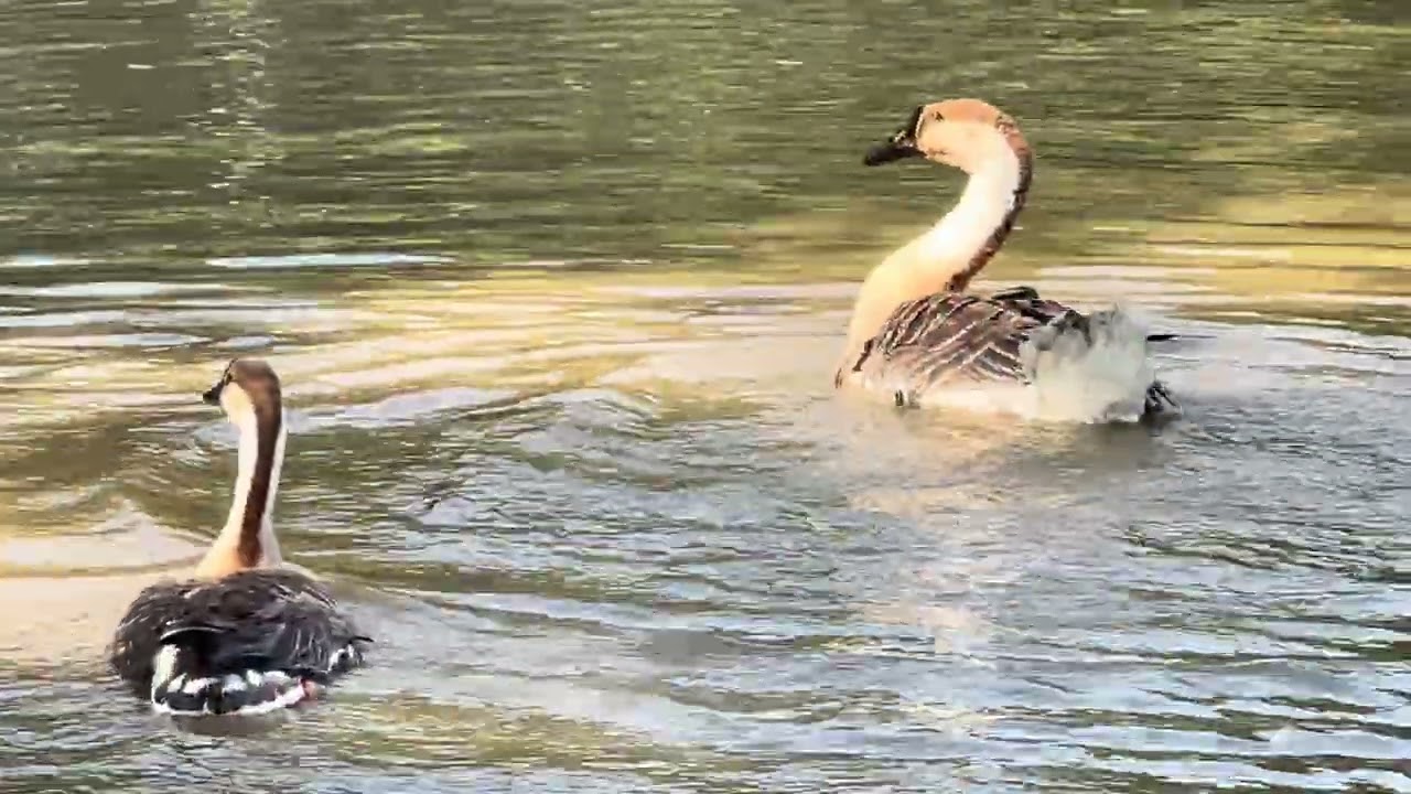 Relaxing Moment: Geese Bathing and Playing in Water