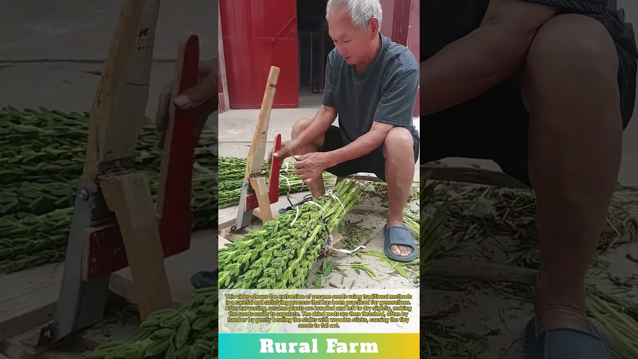 Freshly harvested sesame crop seed extraction process using traditional methods and tools