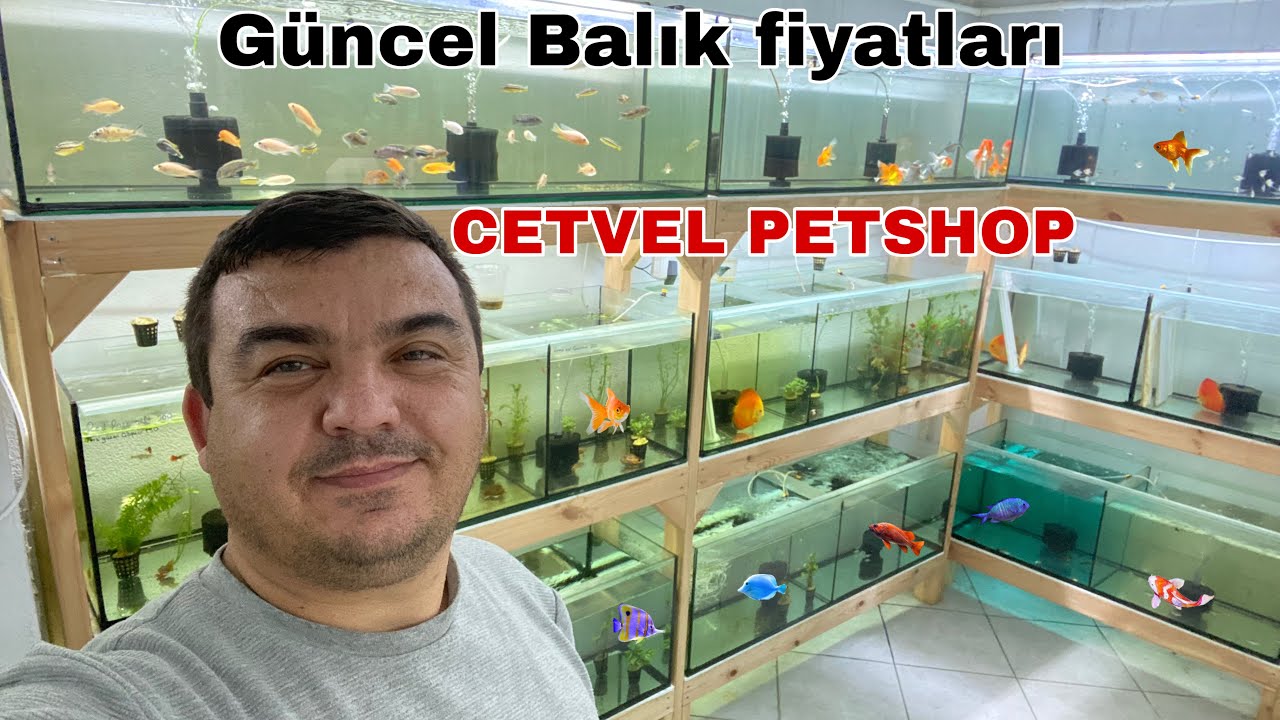 Новое видео с посещения зоомагазина: Виды и цены на аквариумных рыбок в зоомагазине Cetvel. Цены ...