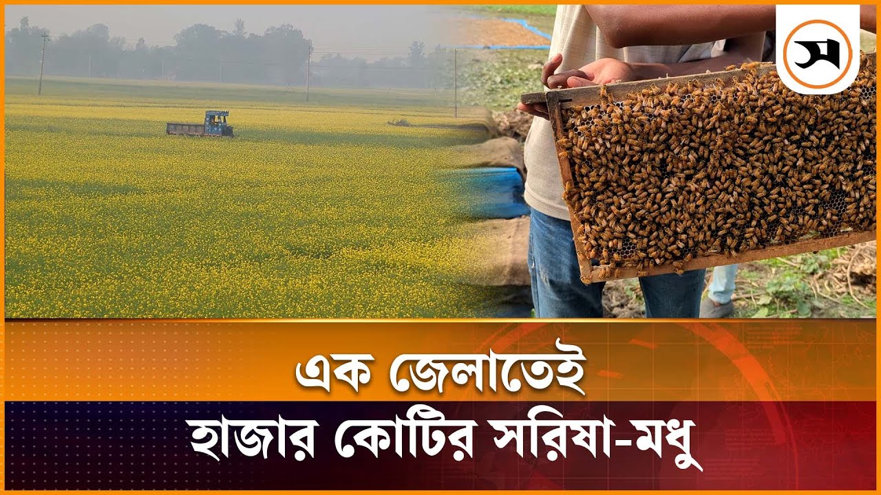 স্বপ্ন বুনছেন কৃষকরা, এক জেলায় হাজার কোটি টাকার সরিষা-মধু উৎপাদন | honey | Samakal News