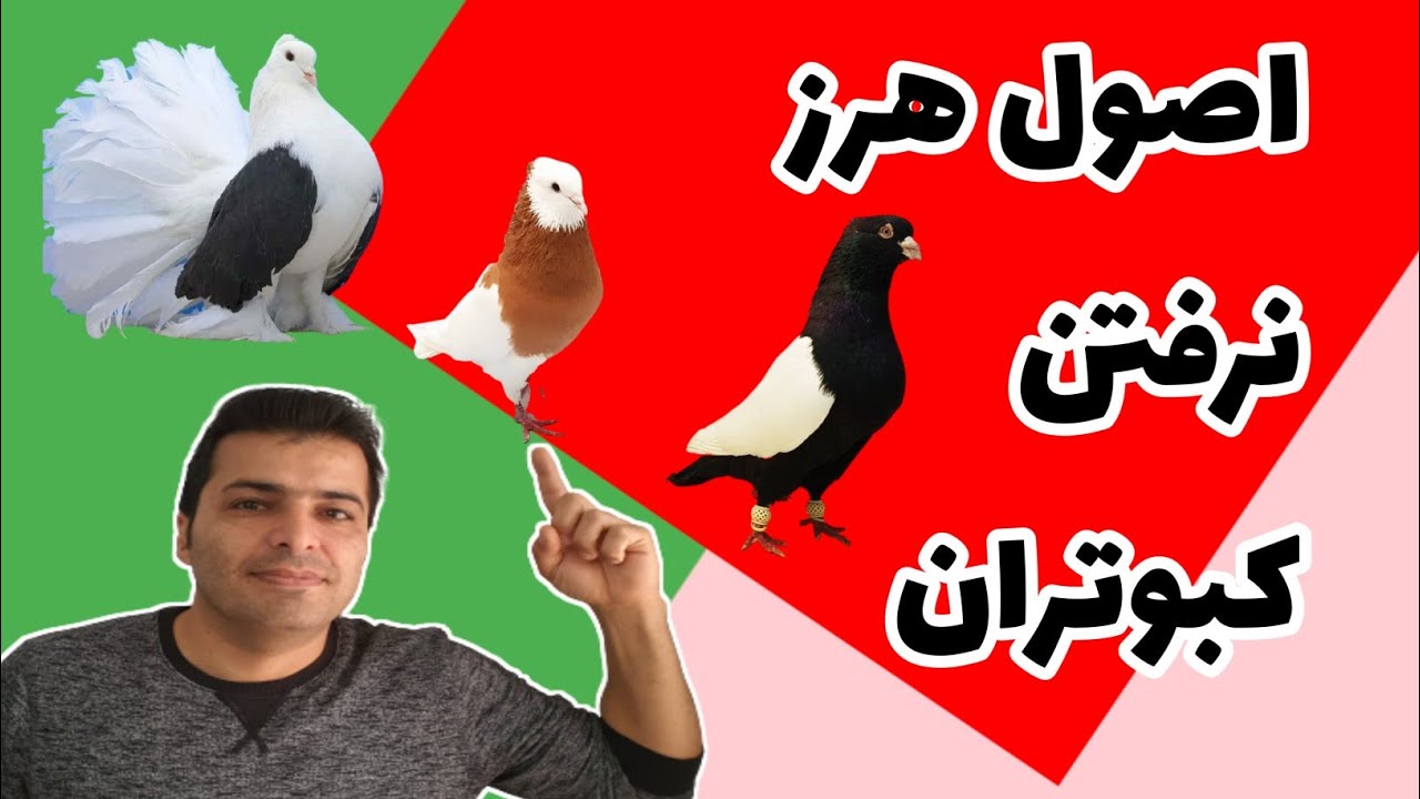 راه حل هرز رفتن کبوتران