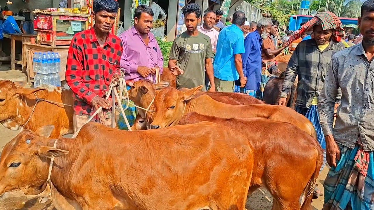 @আজ ১৬/৩/২৬ | শরিয়তপুরের খামারী কেমন দামে শাহীওয়াল জাতের ষাড় গরু কিনলেন? 