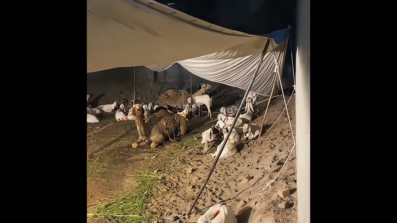 Rajab Butt 50+ Qurbani Bakra!😍❤️#rajab #rajabfamily #viralvideo