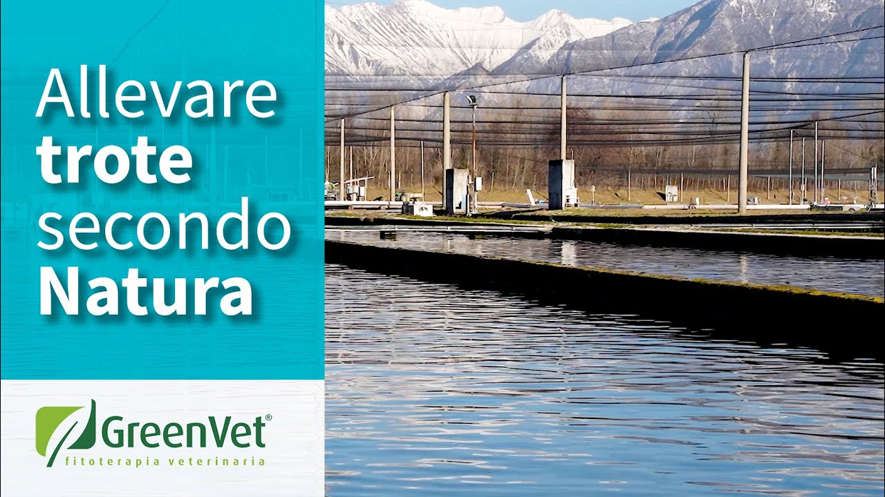 Un tuffo tra le trote iridee di Rivoli di Osoppo con GreenVet
