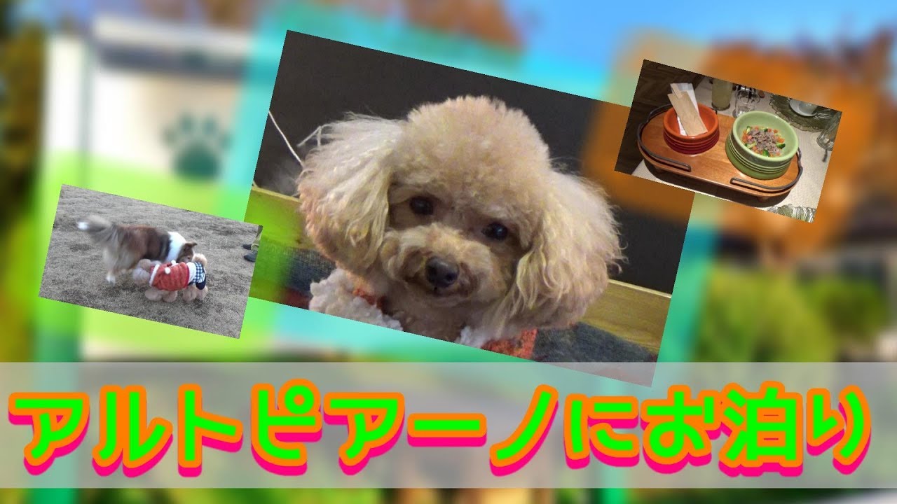 DOG SPA RESORT アルトピアーノにお泊り ～那須旅行一日目～ 【トイプードルのぽてち】