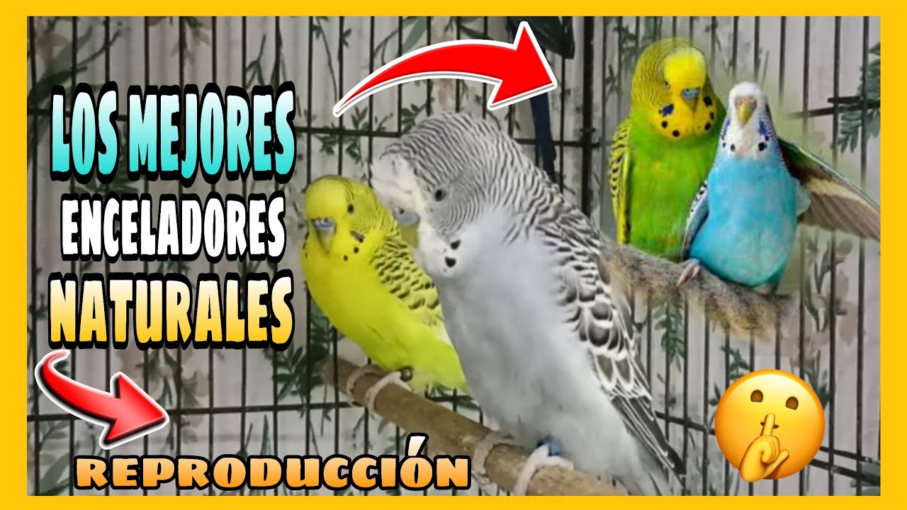LA MEJOR FORMA DE ENCELAR TUS PERIQUITOS SE VAN A REPRODUCIR DEMASIADO RAPIDO | ENCELADOR NATURAL