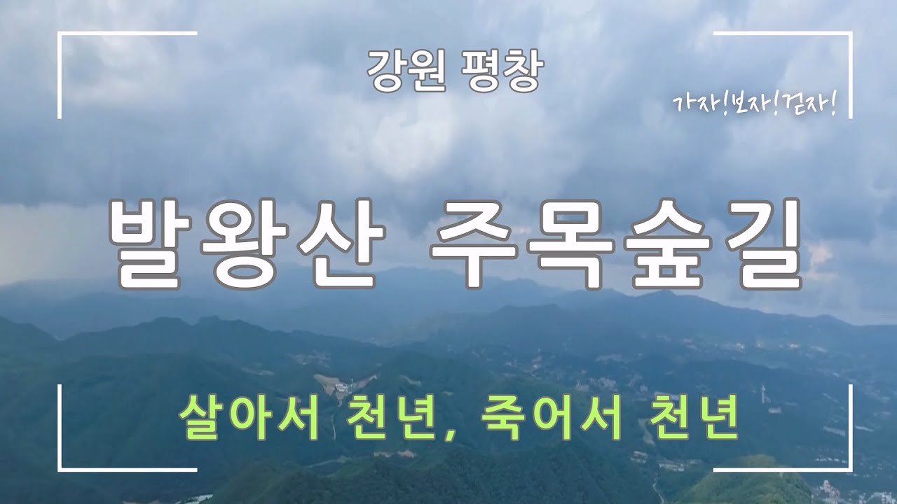 [강원 평창] 발왕산 천년주목숲길(2026한국관광 100선)