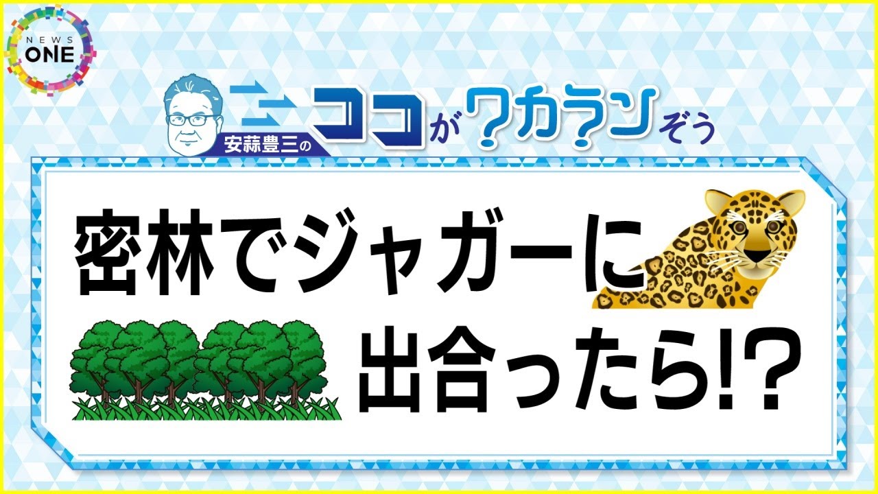 密林で会ったら「逃げる前に一撃で…」東山動物園の新施設で公開『ジャガー』アナコンダを食べる恐るべき生態