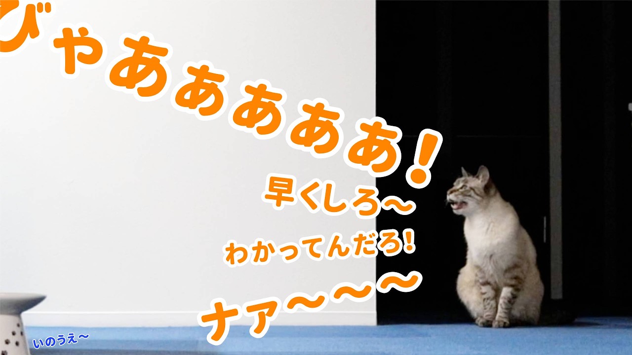 猫がブチ切れて鳴き続けている理由がかわいすぎました