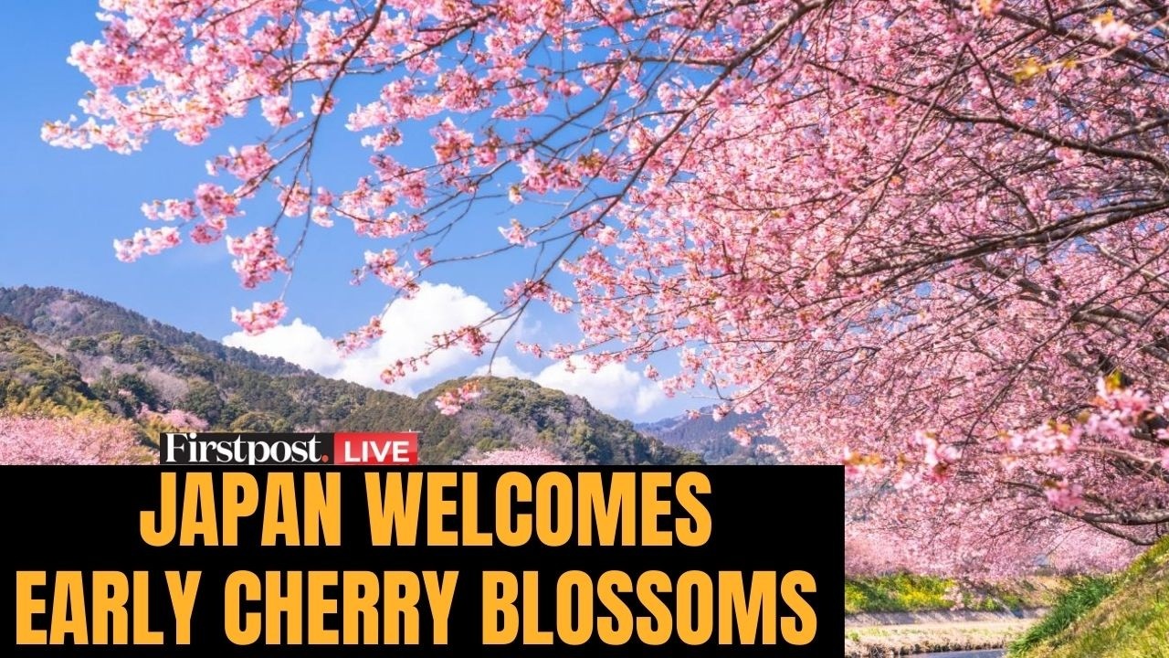 Cherry Blossoms in Japan LIVE: Cherry Trees Bloom Along Kawazu River in Japan | Cherry Blossom Japan