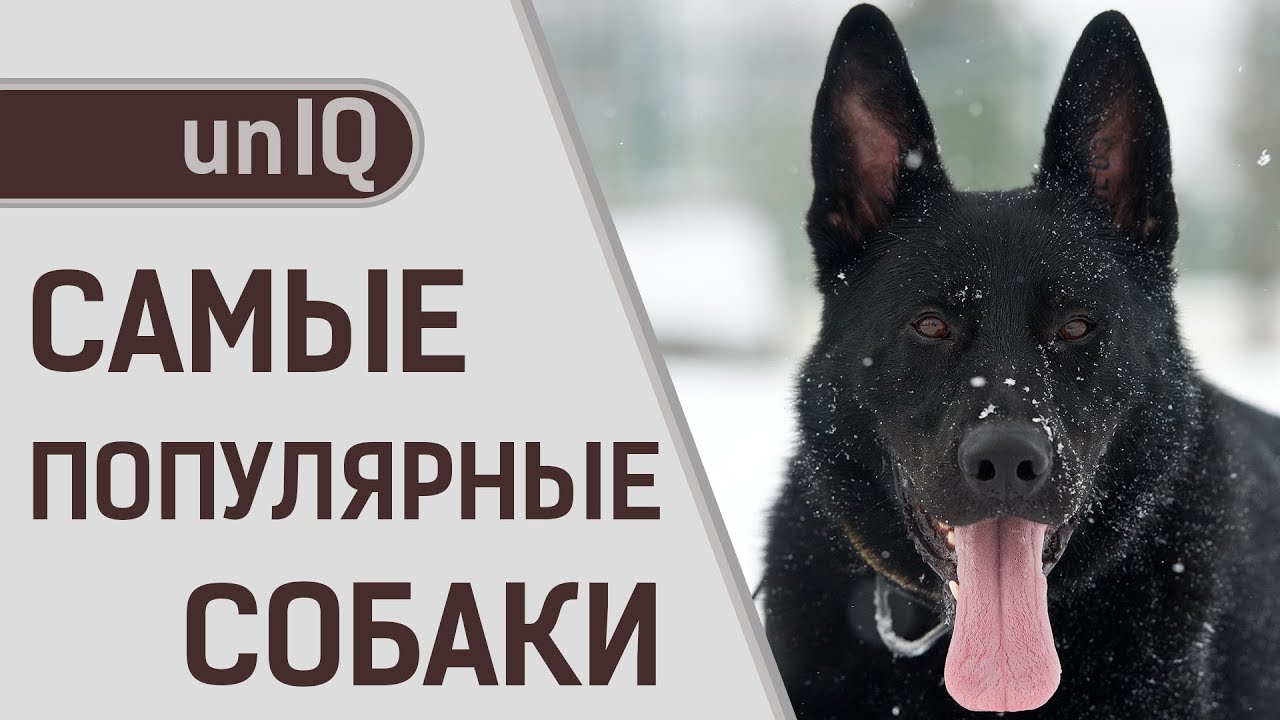 САМЫЕ ПОПУЛЯРНЫЕ ПОРОДЫ СОБАК В МИРЕ